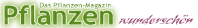 Pflanzen Magazin wunderschön